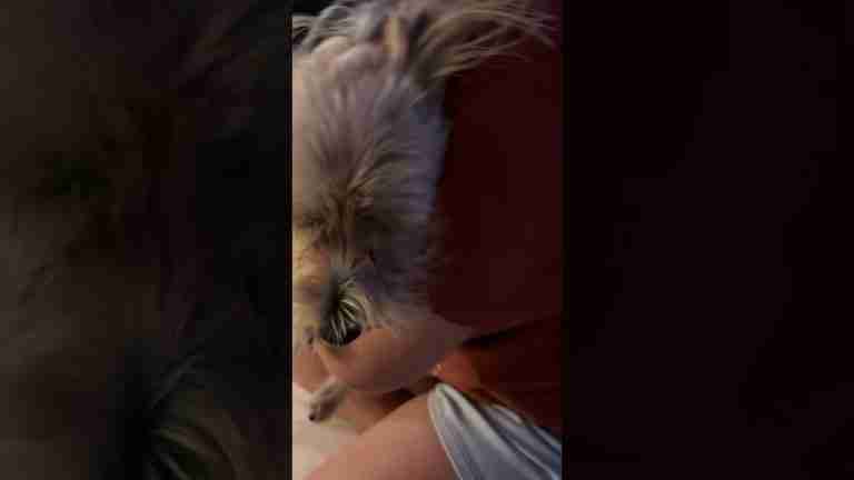 Read more about the article misty is staying at our house for a week! 🐶