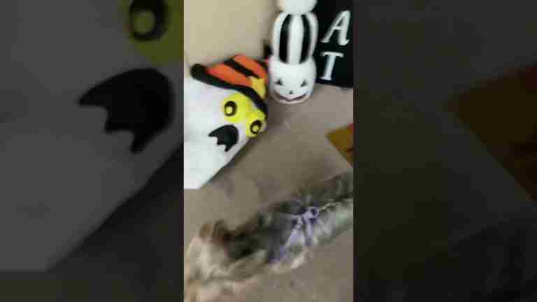 Read more about the article Misty teleports 🐶🥰