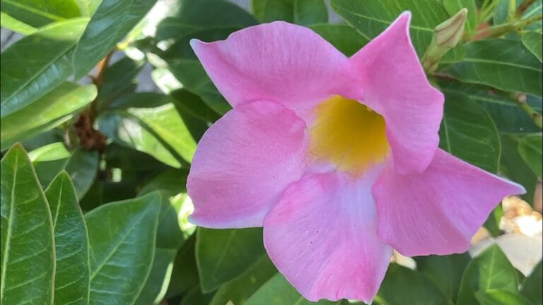 Read more about the article Doors: The outdoors in a NUTSHELL preview.